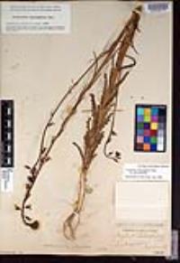 Caulanthus heterophyllus var. heterophyllus image