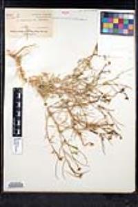 Sisymbrium altissimum image