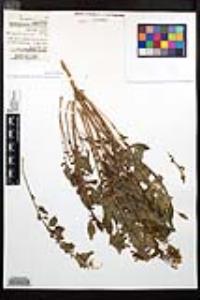 Chylismia claviformis image
