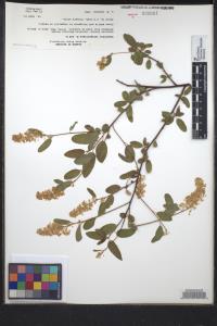 Ceanothus integerrimus image