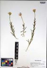 Ericameria linearifolia image