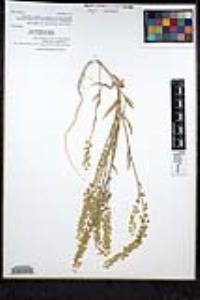Thysanocarpus curvipes subsp. eradiatus image