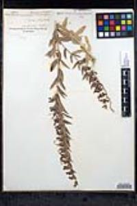 Trichostema lanceolatum image