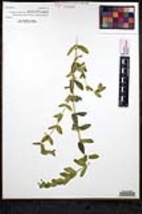 Scutellaria bolanderi subsp. austromontana image