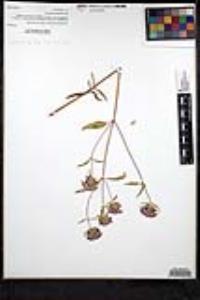Monardella breweri var. lanceolata image