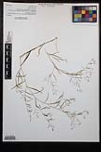 Gayophytum diffusum image