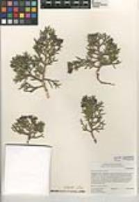 Juniperus californica image