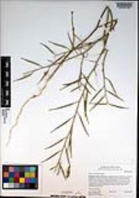 Brassica tournefortii image