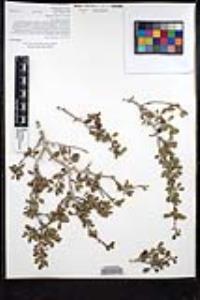 Ziziphus parryi image