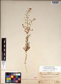 Descurainia pinnata subsp. glabra image