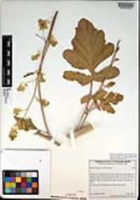 Brassica nigra image