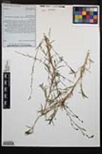 Epilobium brachycarpum image