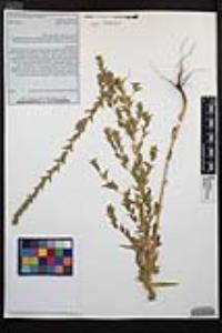 Epilobium densiflorum image