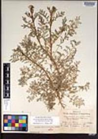 Descurainia pinnata subsp. halictorum image