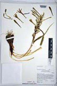 Hesperocallis undulata image