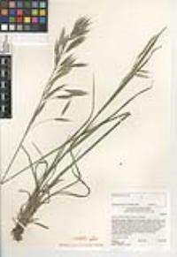 Bromus carinatus var. carinatus image