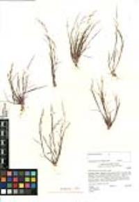 Muhlenbergia microsperma image