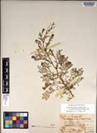 Descurainia pinnata subsp. glabra image