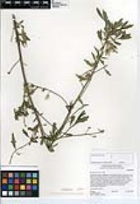 Baccharis salicina image