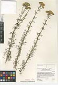Eriophyllum confertiflorum var. confertiflorum image
