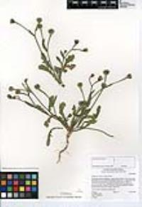 Hedypnois rhagadioloides image