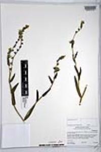 Amsinckia intermedia image