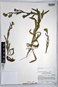 Amsinckia intermedia image