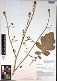 Brassica nigra image