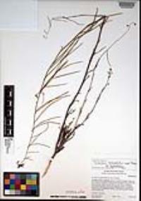 Caulanthus heterophyllus var. heterophyllus image