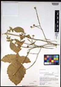 Hirschfeldia incana image