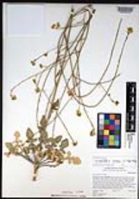 Hirschfeldia incana image