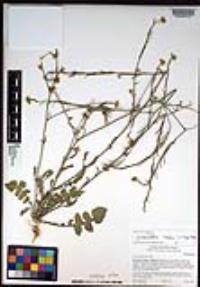 Hirschfeldia incana image