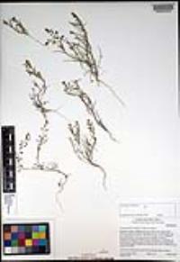 Lepidium nitidum image