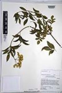 Sambucus cerulea image