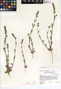 Silene gallica image