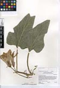 Cucurbita foetidissima image