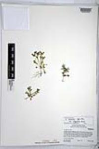 Nemophila menziesii var. integrifolia image