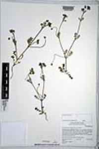 Nemophila menziesii var. menziesii image