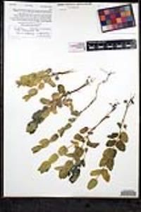 Scutellaria bolanderi subsp. austromontana image