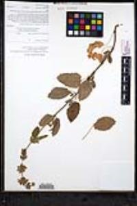 Stachys rigida var. quercetorum image