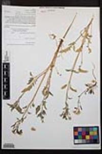 Chylismia claviformis image