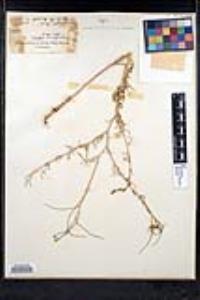 Sisymbrium altissimum image