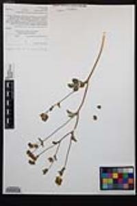 Drymocallis glandulosa var. reflexa image