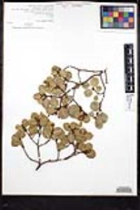 Rhamnus ilicifolia image