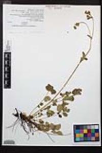 Drymocallis glandulosa var. reflexa image
