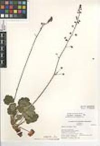 Heuchera rubescens image