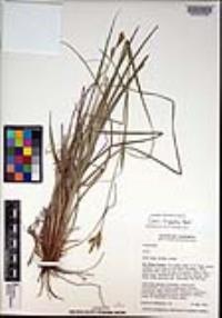 Carex triquetra image