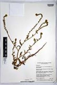 Amsinckia intermedia image