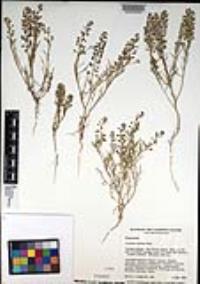 Lepidium nitidum image