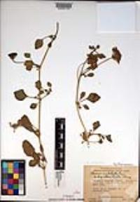 Abronia umbellata image